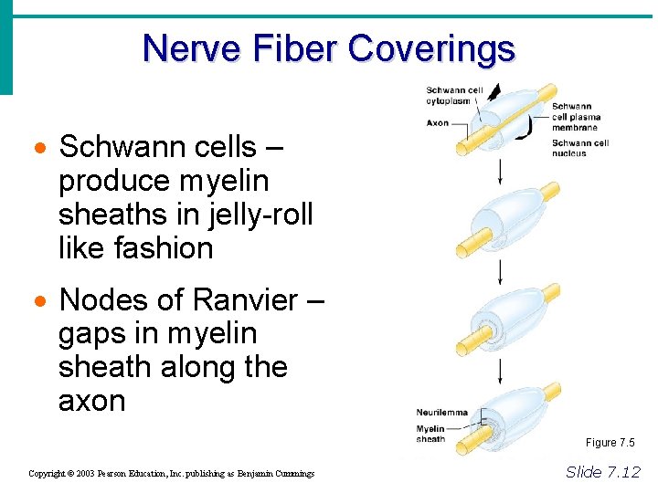 Nerve Fiber Coverings · Schwann cells – produce myelin sheaths in jelly-roll like fashion
