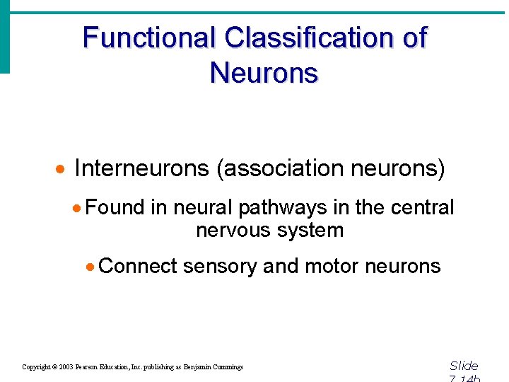 Functional Classification of Neurons · Interneurons (association neurons) · Found in neural pathways in