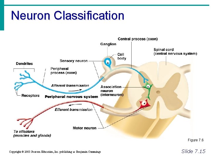 Neuron Classification Figure 7. 6 Copyright © 2003 Pearson Education, Inc. publishing as Benjamin