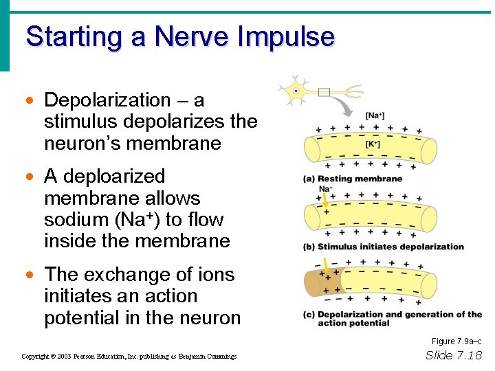 Starting a Nerve Impulse · Depolarization – a stimulus depolarizes the neuron’s membrane ·