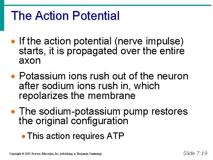 The Action Potential · If the action potential (nerve impulse) starts, it is propagated