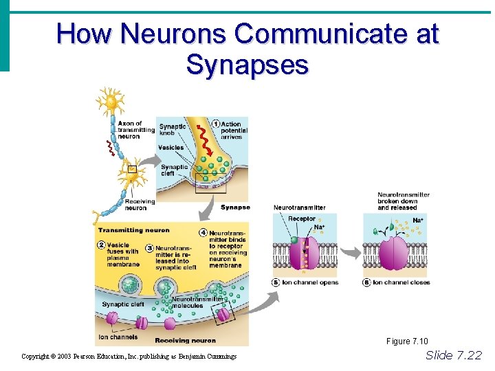 How Neurons Communicate at Synapses Figure 7. 10 Copyright © 2003 Pearson Education, Inc.