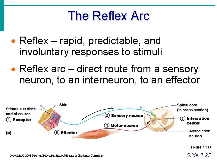 The Reflex Arc · Reflex – rapid, predictable, and involuntary responses to stimuli ·