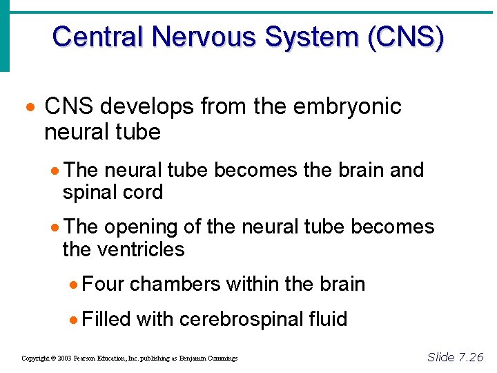 Central Nervous System (CNS) · CNS develops from the embryonic neural tube · The