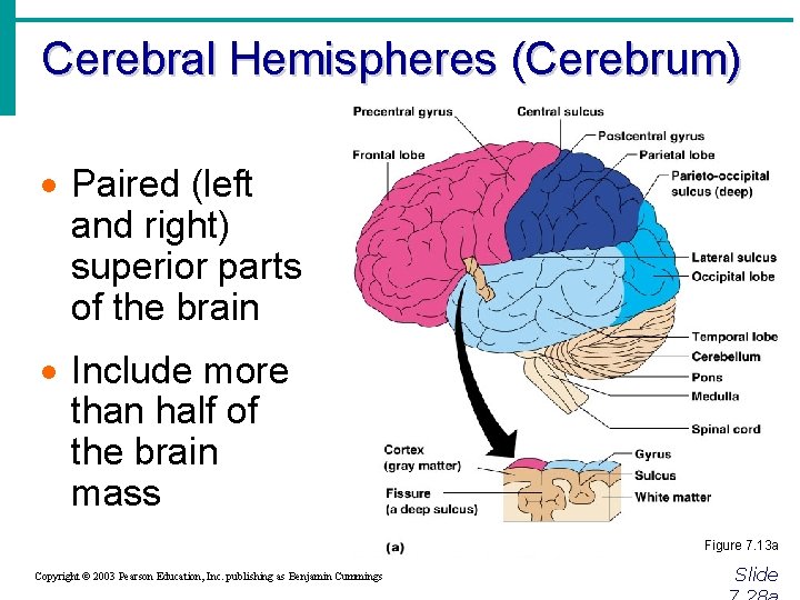 Cerebral Hemispheres (Cerebrum) · Paired (left and right) superior parts of the brain ·