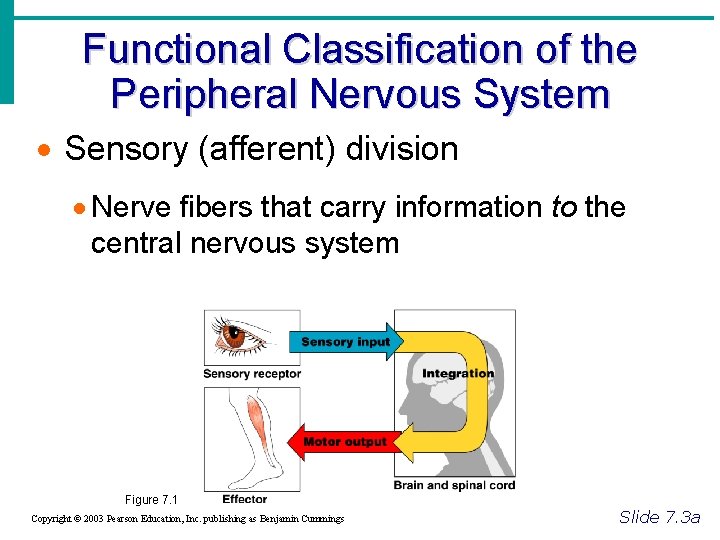 Functional Classification of the Peripheral Nervous System · Sensory (afferent) division · Nerve fibers