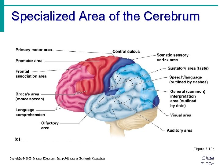 Specialized Area of the Cerebrum Figure 7. 13 c Copyright © 2003 Pearson Education,