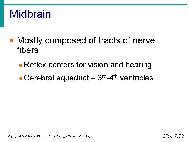 Midbrain · Mostly composed of tracts of nerve fibers · Reflex centers for vision