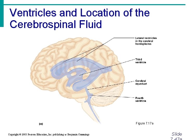 Ventricles and Location of the Cerebrospinal Fluid Figure 7. 17 a Copyright © 2003