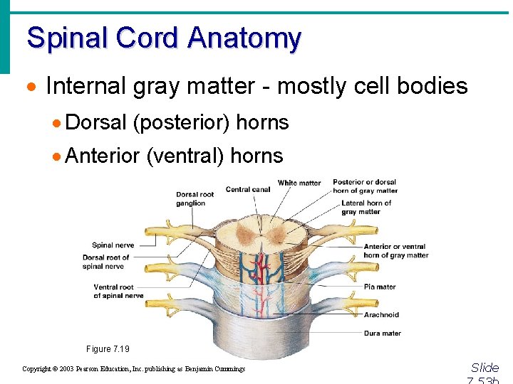 Spinal Cord Anatomy · Internal gray matter - mostly cell bodies · Dorsal (posterior)