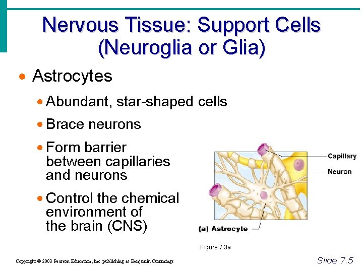 Nervous Tissue: Support Cells (Neuroglia or Glia) · Astrocytes · Abundant, star-shaped cells ·