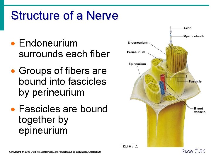 Structure of a Nerve · Endoneurium surrounds each fiber · Groups of fibers are