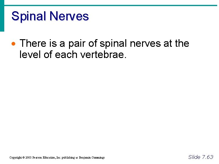 Spinal Nerves · There is a pair of spinal nerves at the level of