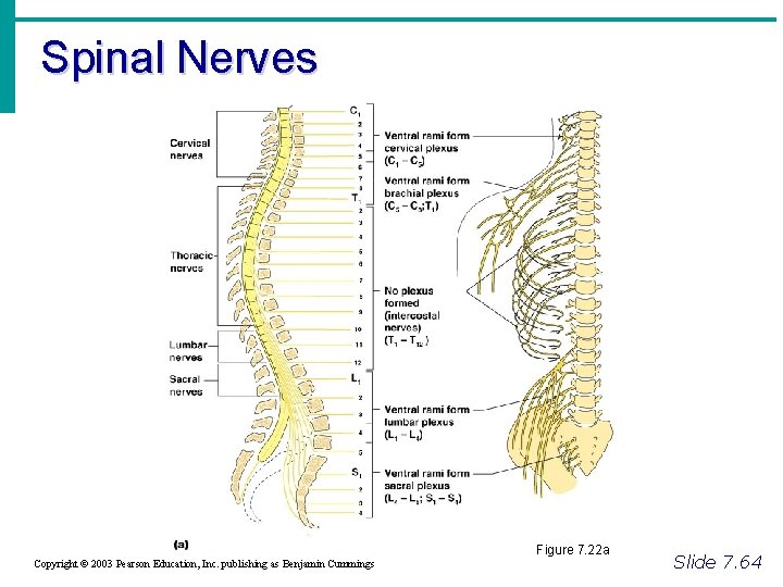 Spinal Nerves Figure 7. 22 a Copyright © 2003 Pearson Education, Inc. publishing as