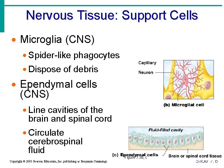 Nervous Tissue: Support Cells · Microglia (CNS) · Spider-like phagocytes · Dispose of debris