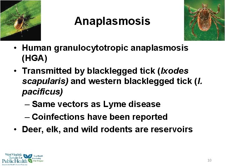 Anaplasmosis • Human granulocytotropic anaplasmosis (HGA) • Transmitted by blacklegged tick (Ixodes scapularis) and