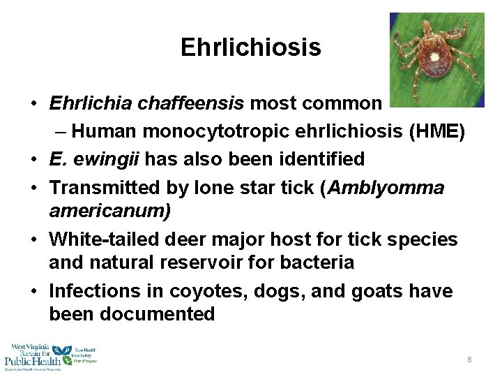 Ehrlichiosis • Ehrlichia chaffeensis most common – Human monocytotropic ehrlichiosis (HME) • E. ewingii