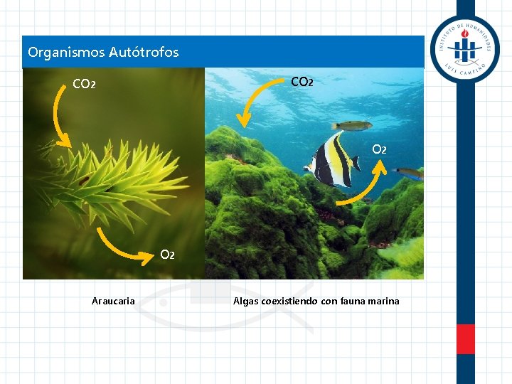 Organismos Autótrofos CO 2 O 2 Araucaria Algas coexistiendo con fauna marina 