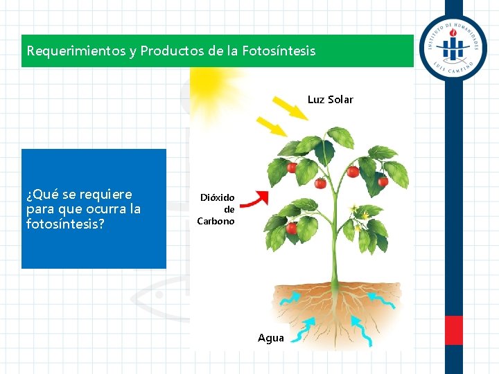 Requerimientos y Productos de la Fotosíntesis Luz Solar ¿Qué se requiere para que ocurra