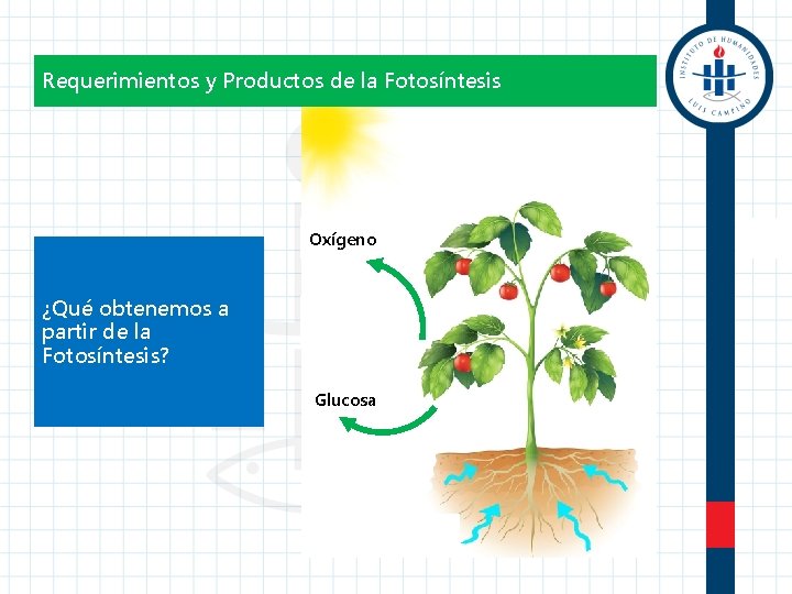 Requerimientos y Productos de la Fotosíntesis Oxígeno ¿Qué obtenemos a partir de la Fotosíntesis?