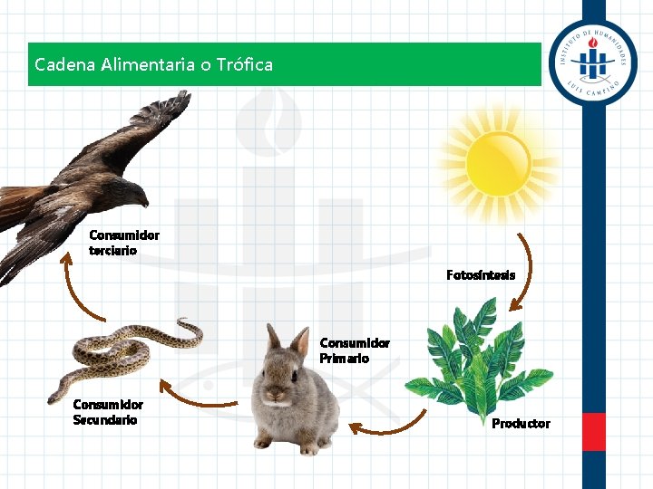 Cadena Alimentaria o Trófica Consumidor terciario Fotosíntesis Consumidor Primario Consumidor Secundario Productor 