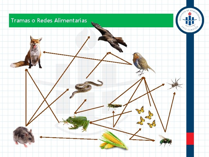 Tramas o Redes Alimentarias 