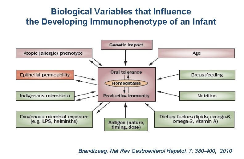 Biological Variables that Influence the Developing Immunophenotype of an Infant Brandtzaeg, Nat Rev Gastroenterol