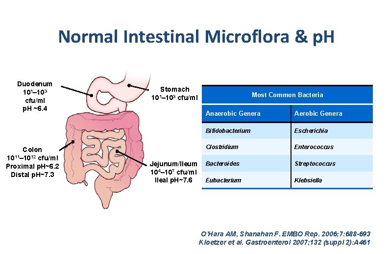 Normal Intestinal Microflora & p. H Duodenum 101– 103 cfu/ml p. H ~6. 4