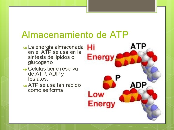 Almacenamiento de ATP La energia almacenada en el ATP se usa en la sintesis