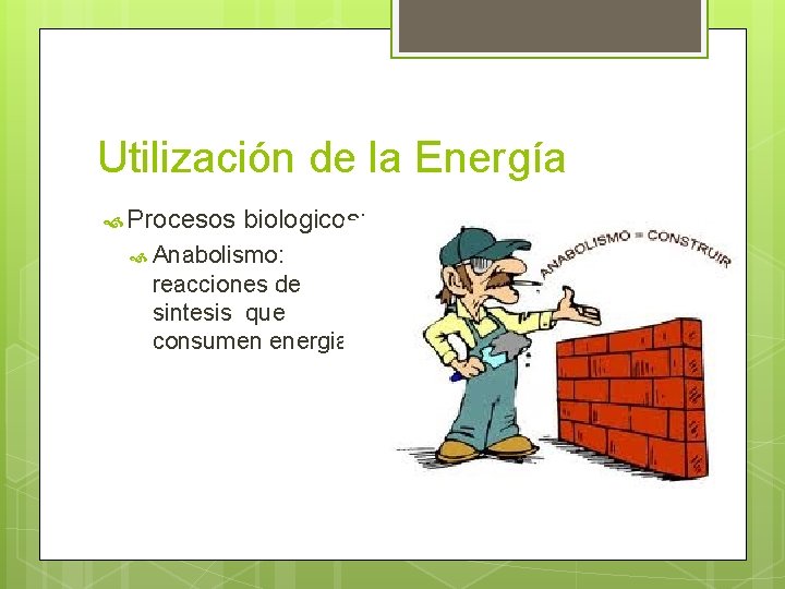 Utilización de la Energía Procesos biologicos: Anabolismo: reacciones de sintesis que consumen energia. 