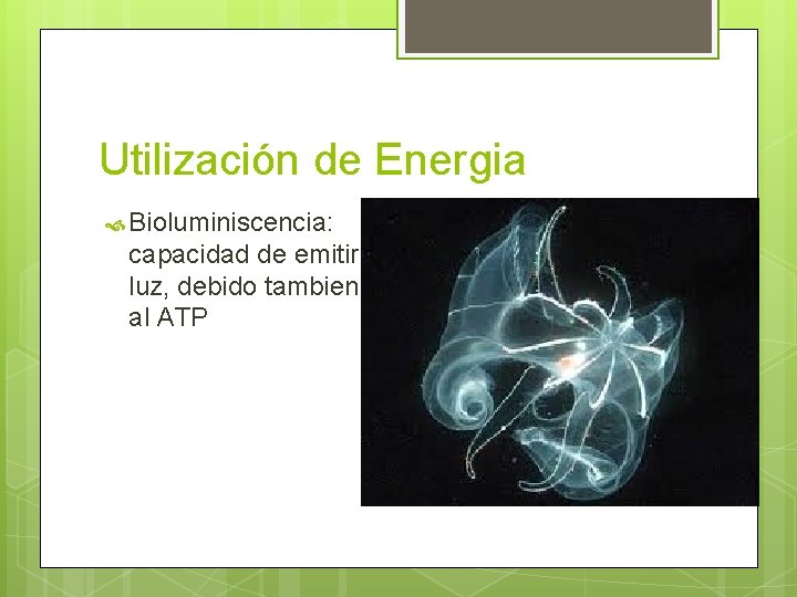 Utilización de Energia Bioluminiscencia: capacidad de emitir luz, debido tambien al ATP 