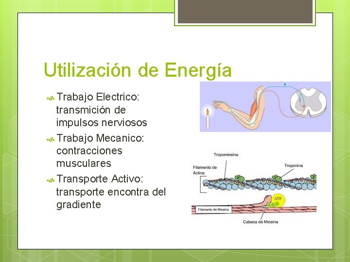 Utilización de Energía Trabajo Electrico: transmición de impulsos nerviosos Trabajo Mecanico: contracciones musculares Transporte