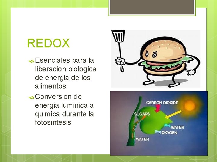 REDOX Esenciales para la liberacion biologica de energia de los alimentos. Conversion de energia