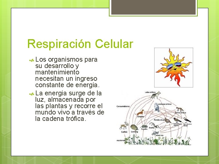 Respiración Celular Los organismos para su desarrollo y mantenimiento necesitan un ingreso constante de