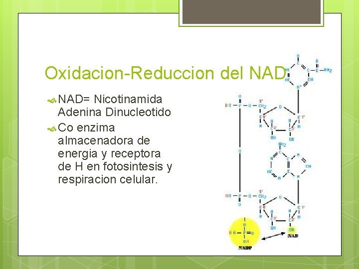 Oxidacion-Reduccion del NAD= Nicotinamida Adenina Dinucleotido Co enzima almacenadora de energia y receptora de