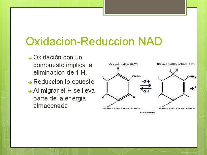 Oxidacion-Reduccion NAD Oxidación con un compuesto implica la eliminacion de 1 H. Reduccion lo