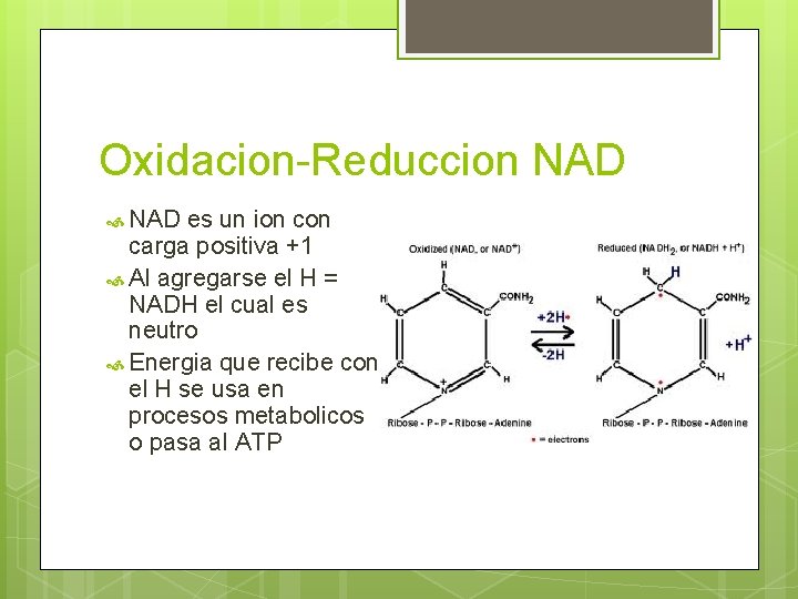 Oxidacion-Reduccion NAD es un ion carga positiva +1 Al agregarse el H = NADH