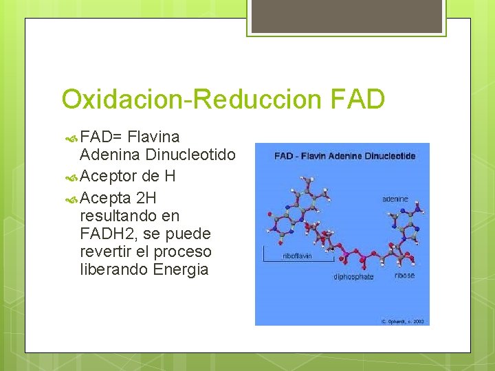 Oxidacion-Reduccion FAD= Flavina Adenina Dinucleotido Aceptor de H Acepta 2 H resultando en FADH