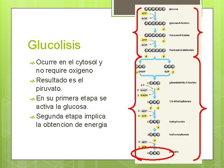 Glucolisis Ocurre en el cytosol y no require oxigeno Resultado es el piruvato. En