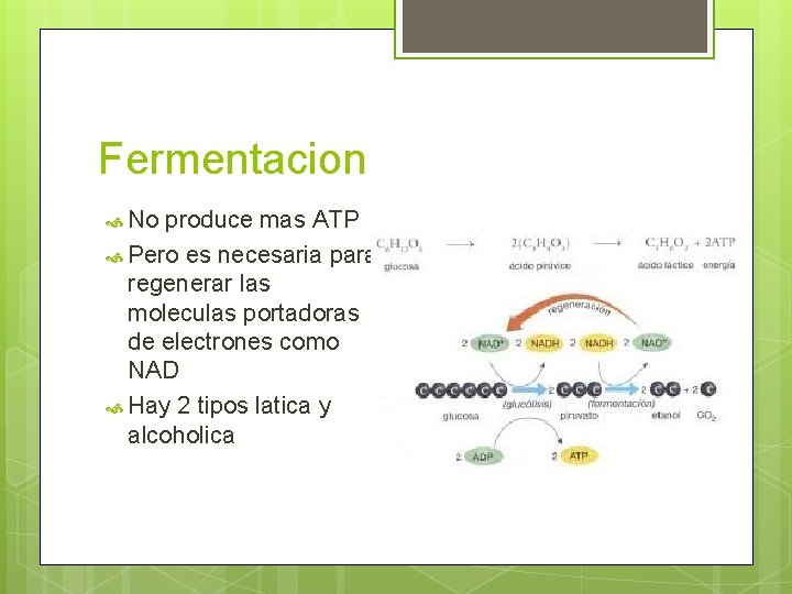 Fermentacion No produce mas ATP Pero es necesaria para regenerar las moleculas portadoras de