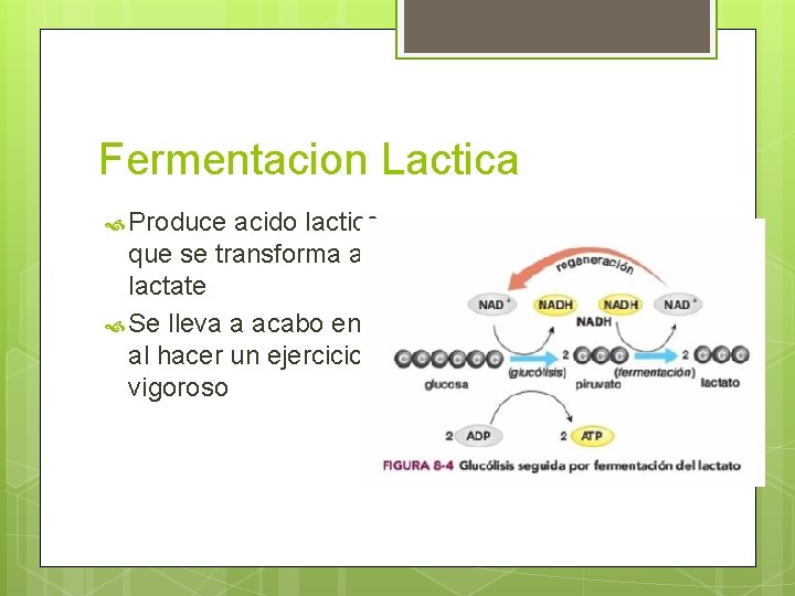 Fermentacion Lactica Produce acido lactico que se transforma a lactate Se lleva a acabo