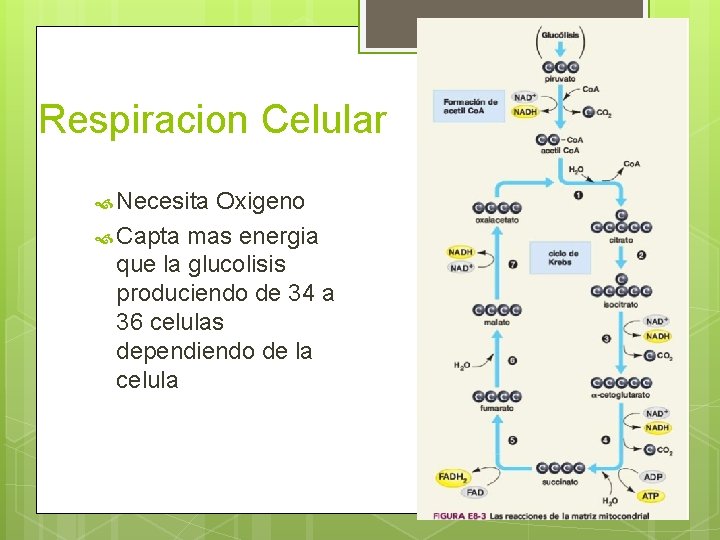 Respiracion Celular Necesita Oxigeno Capta mas energia que la glucolisis produciendo de 34 a