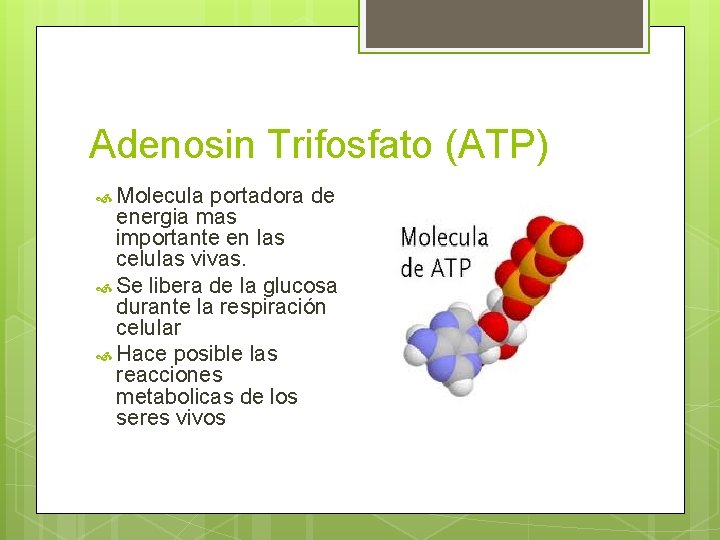 Adenosin Trifosfato (ATP) Molecula portadora de energia mas importante en las celulas vivas. Se