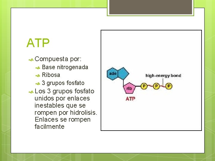 ATP Compuesta por: Base nitrogenada Ribosa 3 grupos fosfato Los 3 grupos fosfato unidos