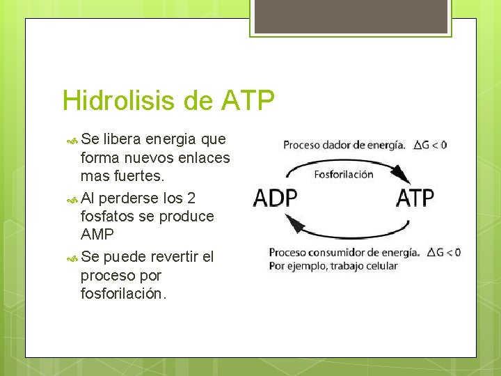 Hidrolisis de ATP Se libera energia que forma nuevos enlaces mas fuertes. Al perderse