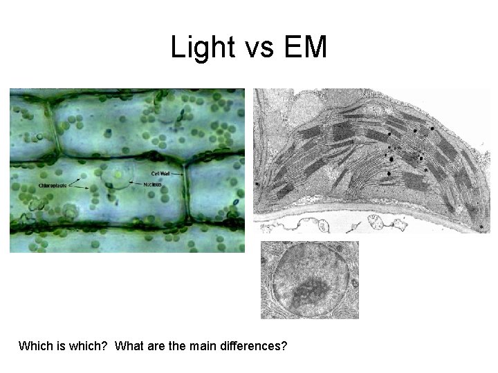 Light vs EM Which is which? What are the main differences? 