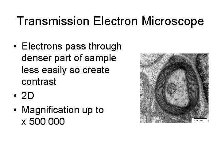 Transmission Electron Microscope • Electrons pass through denser part of sample less easily so