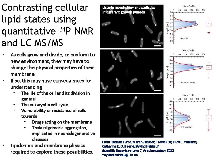 Contrasting cellular lipid states using quantitative 31 P NMR and LC MS/MS • •