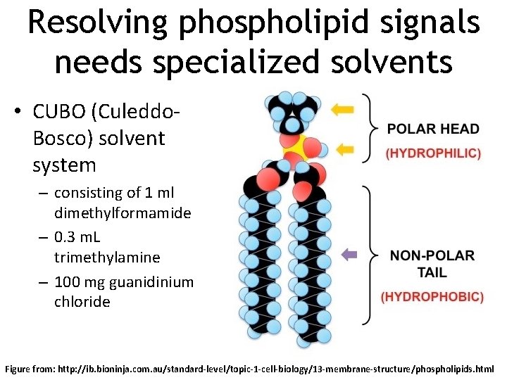 Resolving phospholipid signals needs specialized solvents • CUBO (Culeddo. Bosco) solvent system – consisting