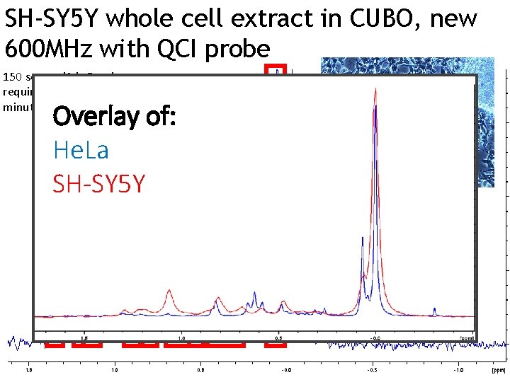 SH-SY 5 Y whole cell extract in CUBO, new 600 MHz with QCI probe